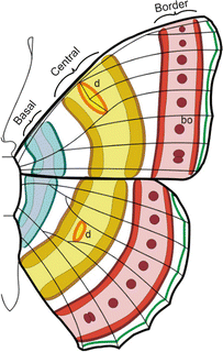 Fig 12 The nymphalid ground plan showing three symmetry systems basal - photo 2