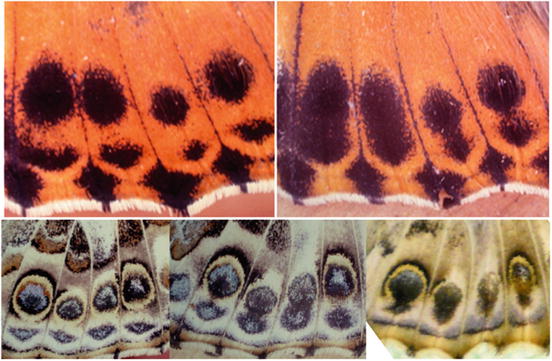 Fig 13 Fusion of ocelli and parafocal elements after temperature shock in - photo 3