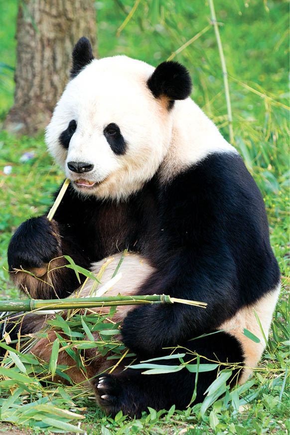 A panda-cam watches the National Zoos most beloved residents 247 The - photo 22