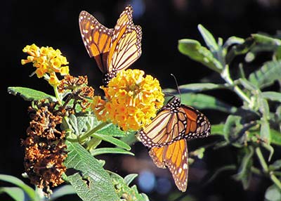 monarch butterflies in the Pacific Grove Monarch Butterfly Sanctuary a - photo 9