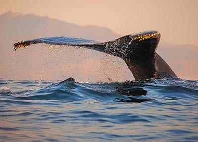 a humpback whale in Monterey Bay Monterey Bay Aquarium See the marine - photo 10