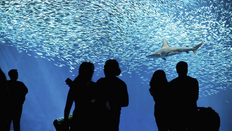 Monterey Bay Aquarium See the marine habitats and sea creatures of the - photo 11