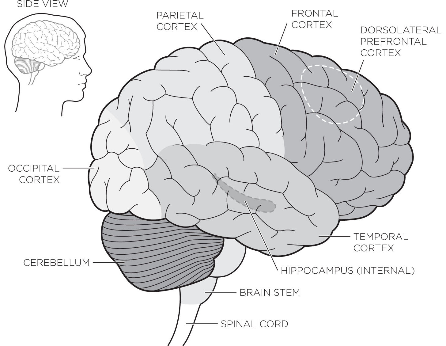 Figure A11 The brain and spinal cord make up the central nervous system The - photo 1