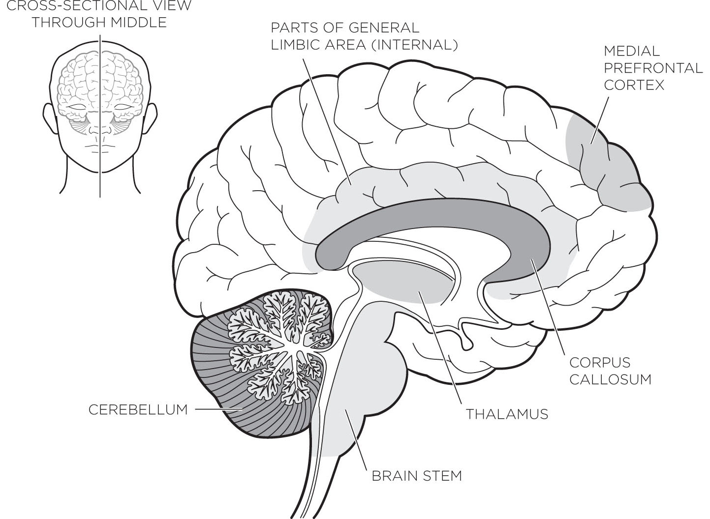 Figure A12 We have looked at the higher brain processing centers in the - photo 2