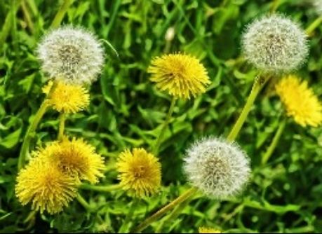 Ayurvedic Name Kaanphool Botanical Name Taraxacum officinale Origin - photo 3