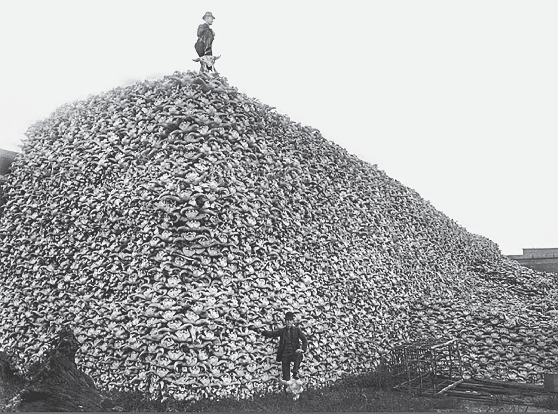 Buffalo skulls waiting to be ground for use in china and as fertilizer Without - photo 6