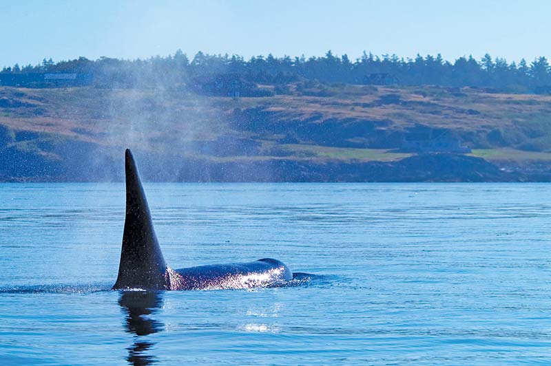 Whale-Watching from the San Juan Islands Youll feel the true wonder of this - photo 19