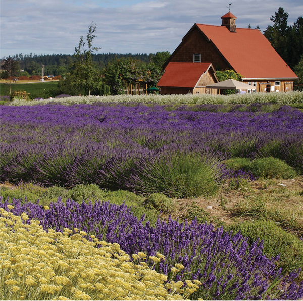 Mike Reichner grows bands of helicrysum to contrast with the purple waves of - photo 6