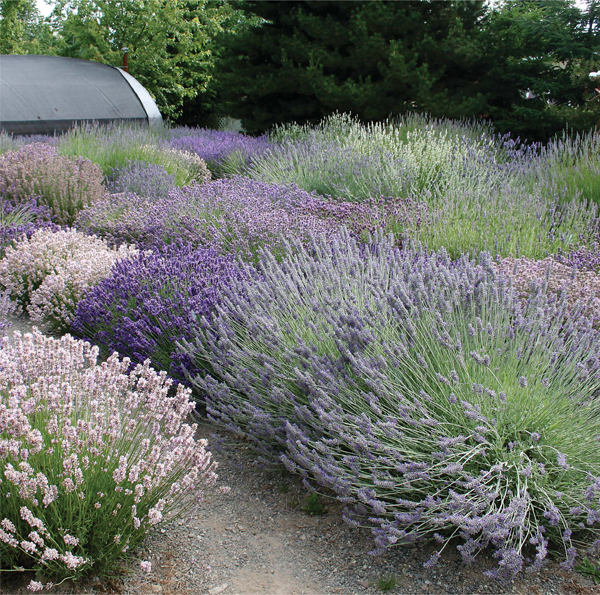 The display gardens at Lost Mountain Lavender Farm in Sequim help you compare - photo 8