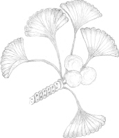 Diosgenin Precursor of Sex Hormones Source Dioscorea Solanum Species R - photo 4