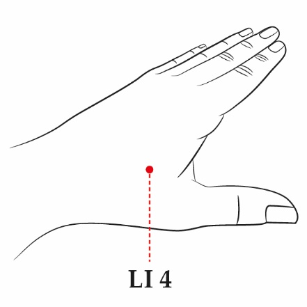 Large Intestine 4 Between the first and second metacarpalbones in the middle - photo 2
