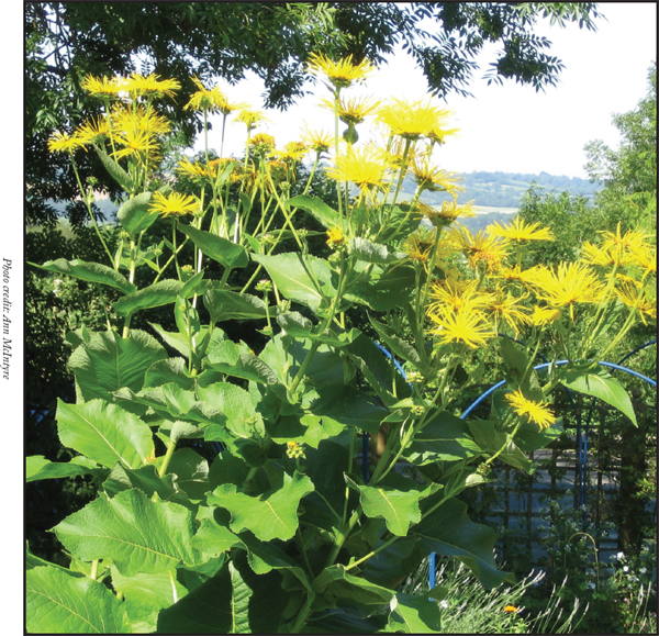 Foreword While herbalism can lend itself to encyclopedic lists of herbs and - photo 5