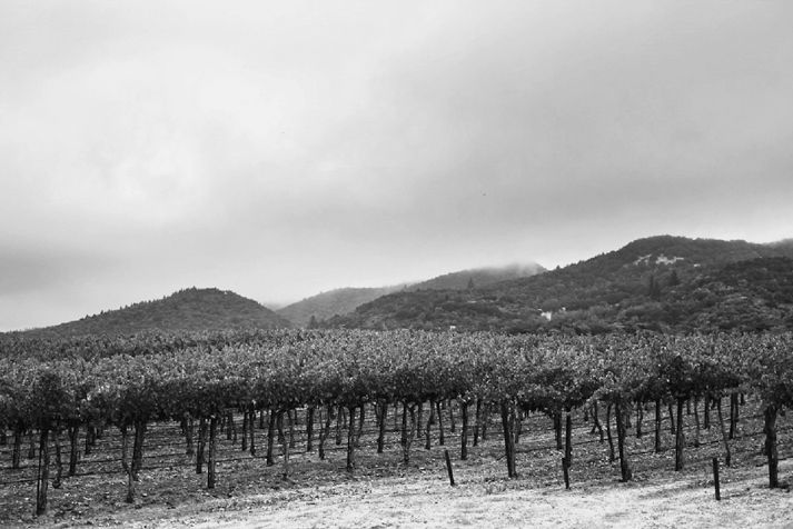 Cabernet Harvest 2012 courtesy G Hamel Hamel Family Ranch Sonoma Valley CA - photo 4