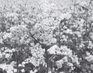 Buckwheat field Photo by Hideo Sakata The use of honey as a healing agent is - photo 5