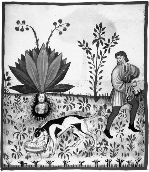 A dog is used to pull the still sleeping mandrake from the earth Illustration - photo 1