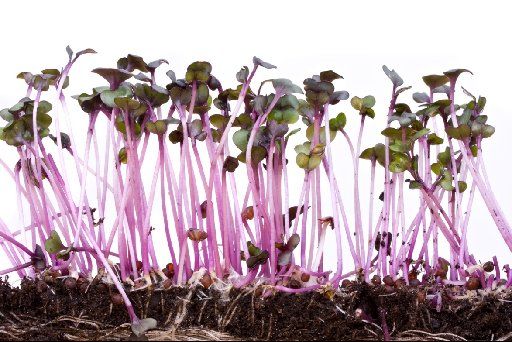 The picture above shows some purple cabbage microgreens growing in a tray of - photo 1