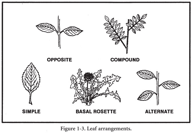 Universal Edibility Test There are many plants throughout the world Tasting or - photo 3