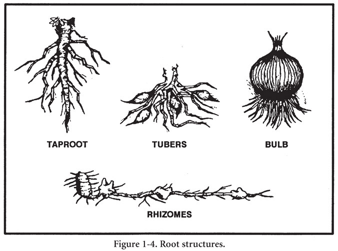 Universal Edibility Test There are many plants throughout the world Tasting or - photo 4