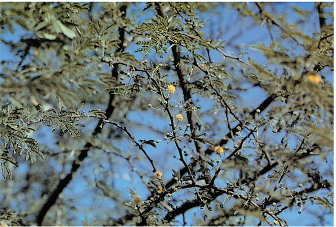 Acacia Acacia farnesiana Description Acacia is a spreading usually short - photo 9