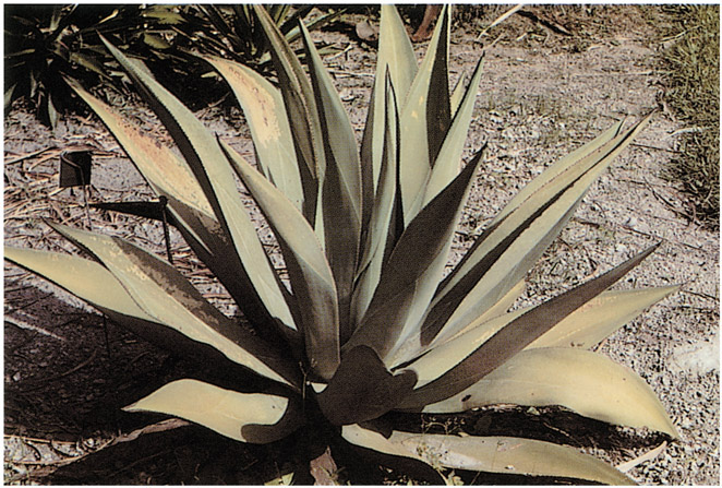 Agave Agave species Description These plants have large clusters of thick - photo 11