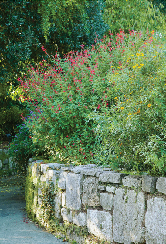 The pungent aromas of Mexican marigold and sages are brought to nose level How - photo 9