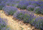 Spices provided the major incentive for voyaging into the unknown JOHN KEAY - photo 3