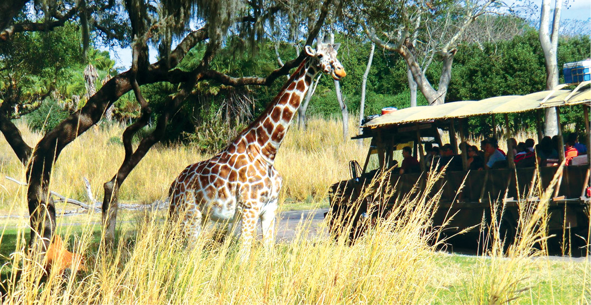 Seeing African animals walking freely from your own open safari vehicle is a - photo 17