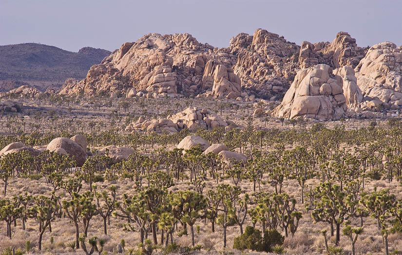 S traddling the boundary between the Mojave Desert and the Sonoran Desert in - photo 10