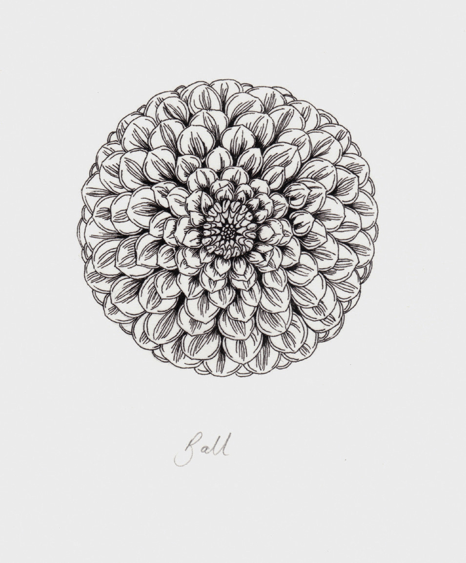 Dahlia Ball line illustration Commissioned by the Eden Project for the Dahlia - photo 4