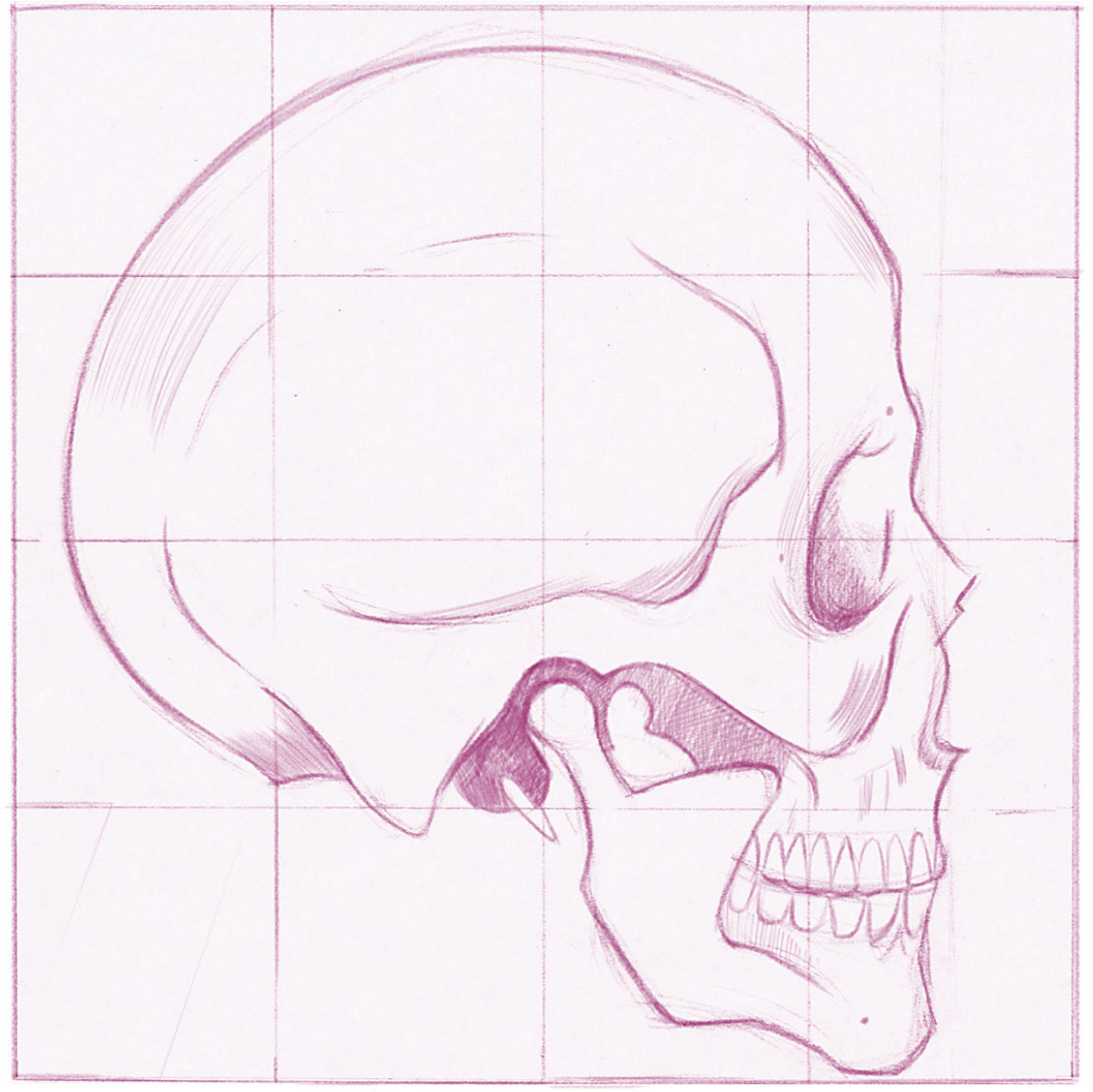 Using graph paper to sketch the skull will help you to understand the - photo 12