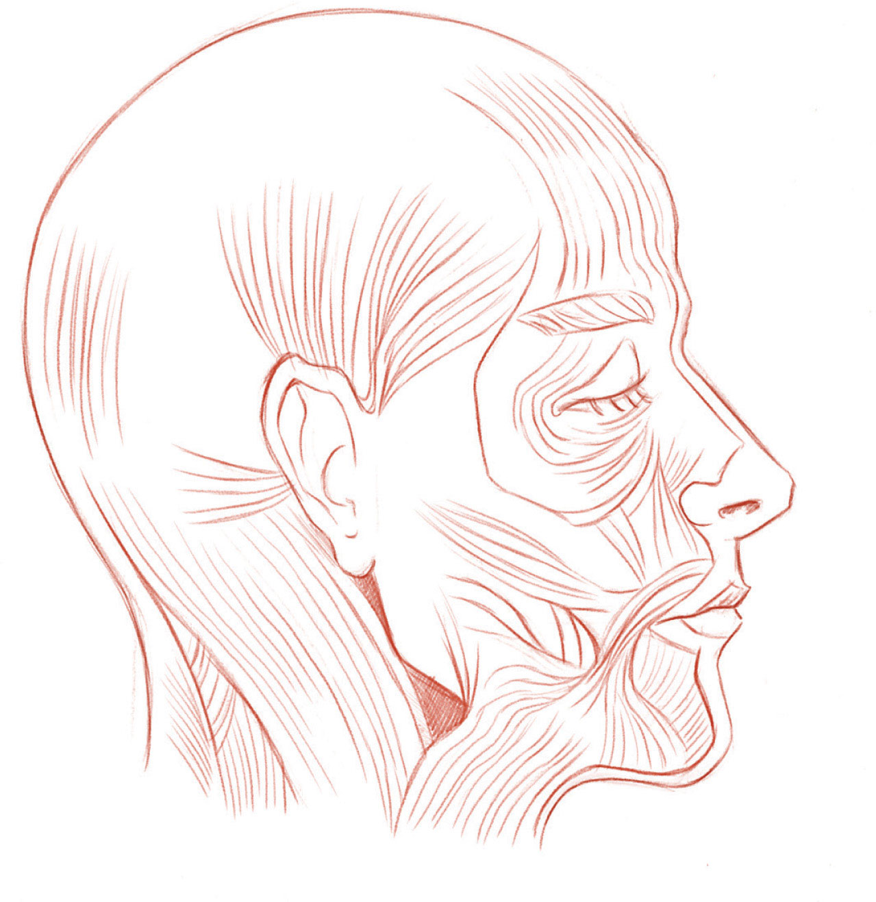 Drawing the muscles of the face will help you to see how the mouth moves and - photo 13