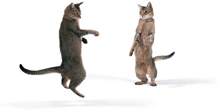 Dancing with Cats - image 5
