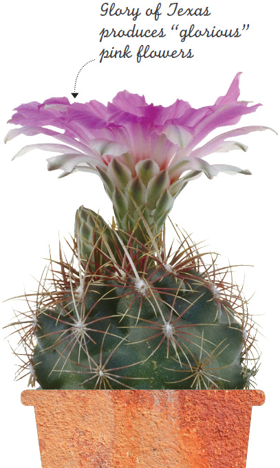 CHOOSE IT There are a few things to consider when choosing your perfect cactus - photo 8