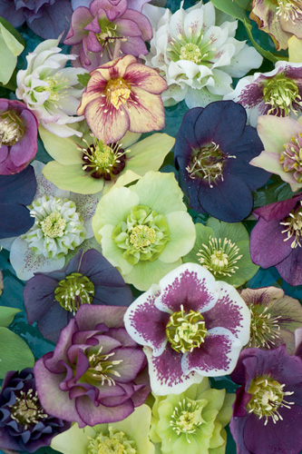 A selection of blossoms of my Brandywine Hybrid hellebores reveals the stunning - photo 2