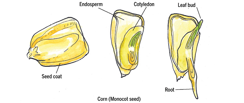 Most garden seeds contain two cotyledons or seed leaves these plants are - photo 4