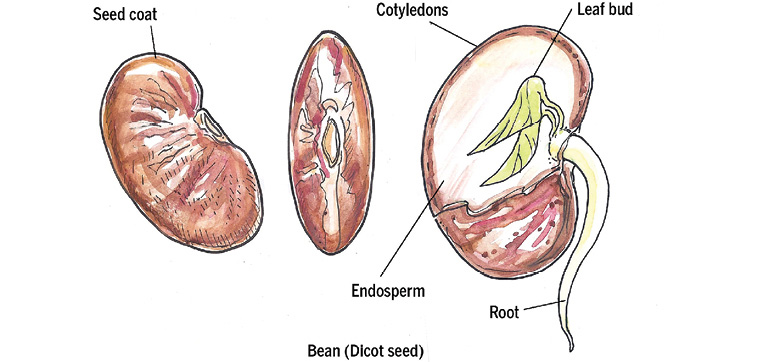 How Seed Is Formed A seed is the result of plant sexual reproduction Pollen - photo 5