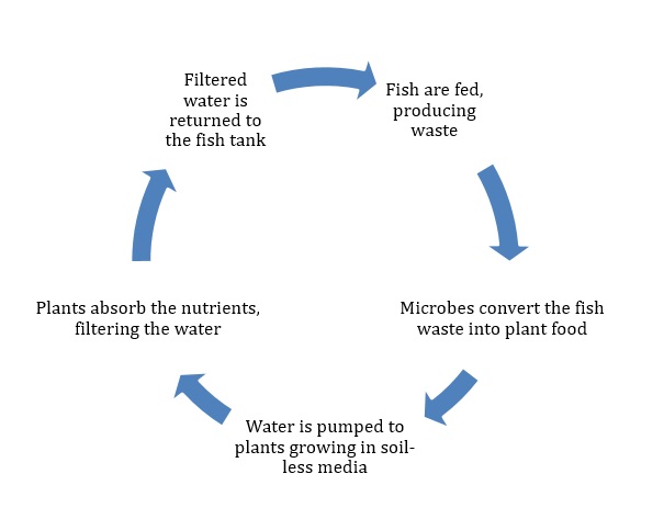 Figure 1 A basic aquaponics cycle 13 How does aquaponics differ Some - photo 2