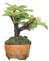 Why do I recommend super-mini bonsai How do they differ from larger bonsai or - photo 14