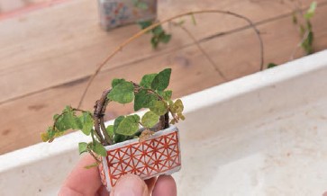 A creeping plant is wound round and round in this winding super-mini bonsai - photo 15