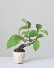 Chinese quince Pseudocydonia sinensis What are Super-mini Bonsai - photo 4