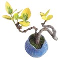 Many people may know the word bonsai but arent really sure what it means - photo 5