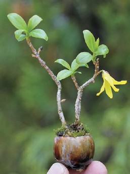 Weeping forsythia Forsythia suspensa Japanese white pine Pinus - photo 11