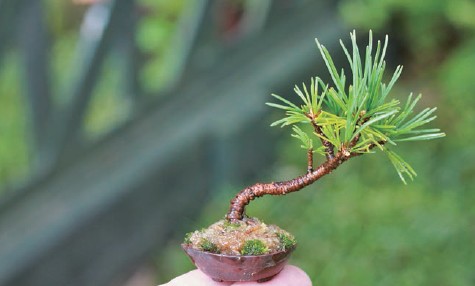 Japanese white pine Pinus parviflora Spindle tree Euonymus fortunei - photo 12