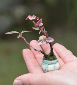 Spindle tree Euonymus fortunei Whats So Appealing about Super-mini - photo 13