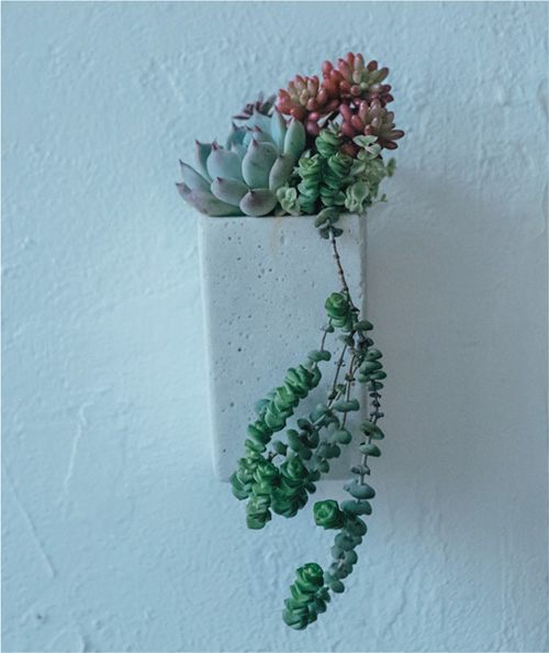 Succulents are Dynamic Always remember that The succulent you see now is - photo 5