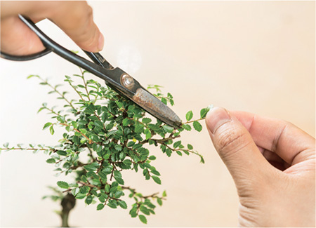 Use pruning scissors to trim off old or damaged leaves Check that there are no - photo 12