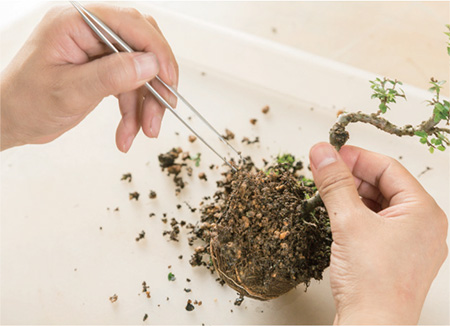 Use the tips of your tweezers to brush off the soil around the roots a little - photo 13