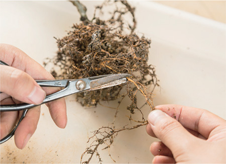 Draw out the roots and use scissors to trim the ends adjusting the size of the - photo 14