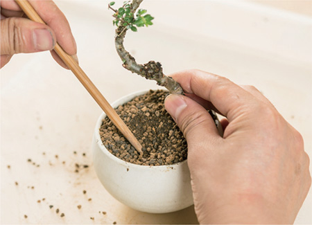 Use a chopstick to work the soil into gaps around the roots packing it in - photo 16