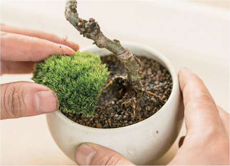 Place a large piece of moss on the desired spot Using a chopstick at the - photo 19